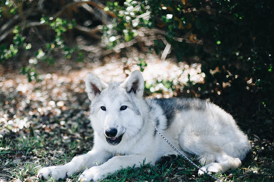Wolf therapy for addiction treatment