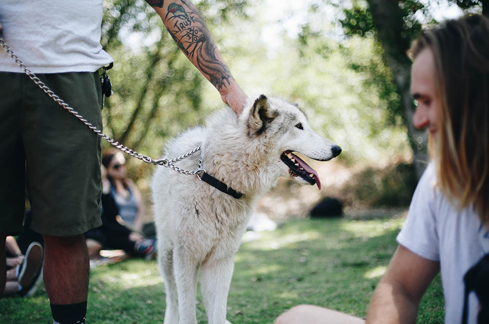 Wolf therapy for addiction treatment