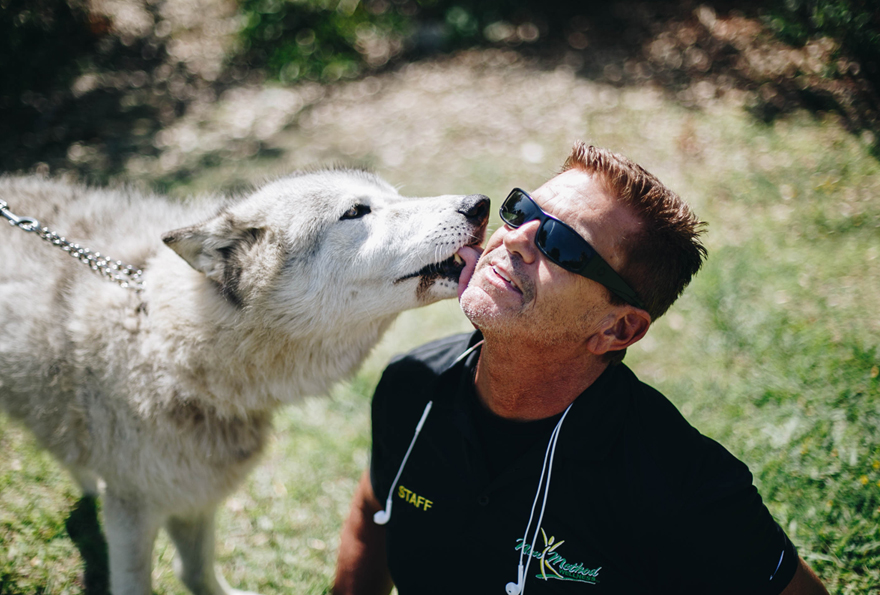 Dogs & Wolves Are Recognized For PTSD Therapeutic Healing