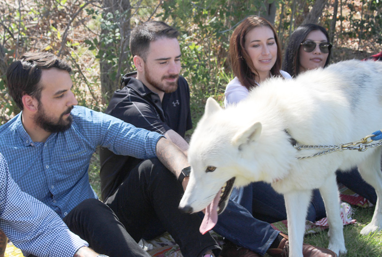 Wolf Assisted Therapy