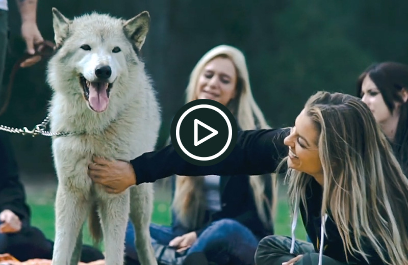 Wolf-Assisted Therapy
