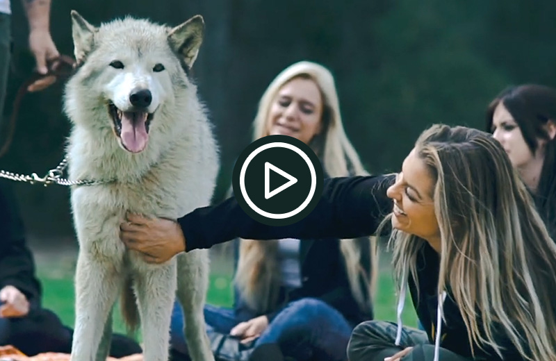 Wolf Therapy 1