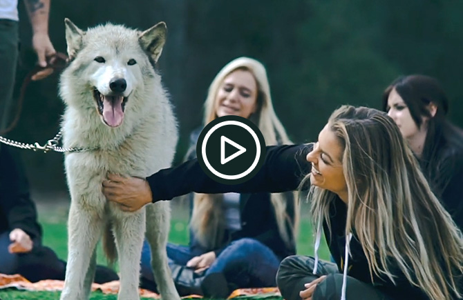 Wolf-Assisted Therapy