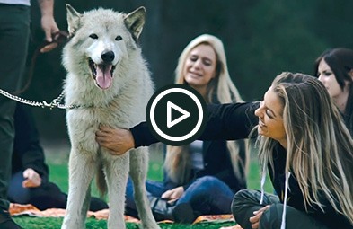 Wolf-Assisted Therapy