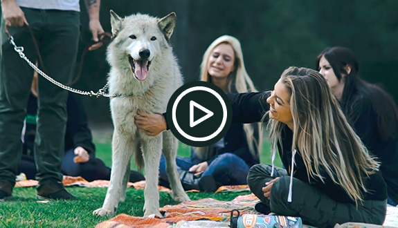 Wolf Therapy at New Method Wellness