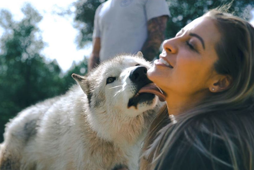 wolf therapy