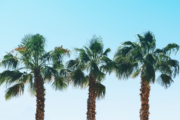 palm trees in california