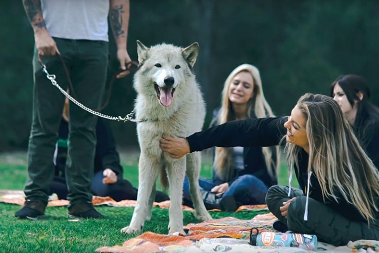 Wolf Therapy - New Method Wellness